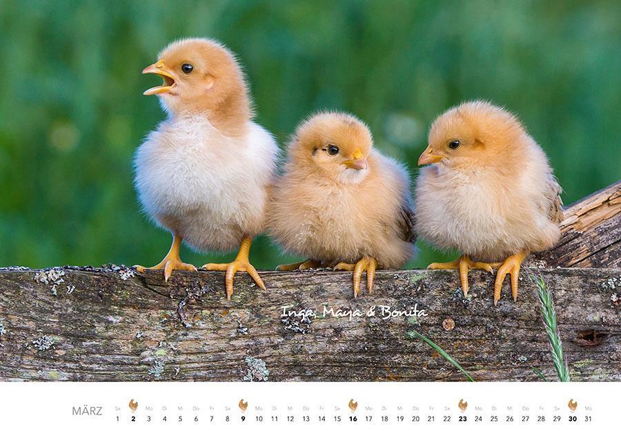 Bild: 9783966648202 | Hühner Kalender 2025 | Der Tierkalender mit den charmanten Namen