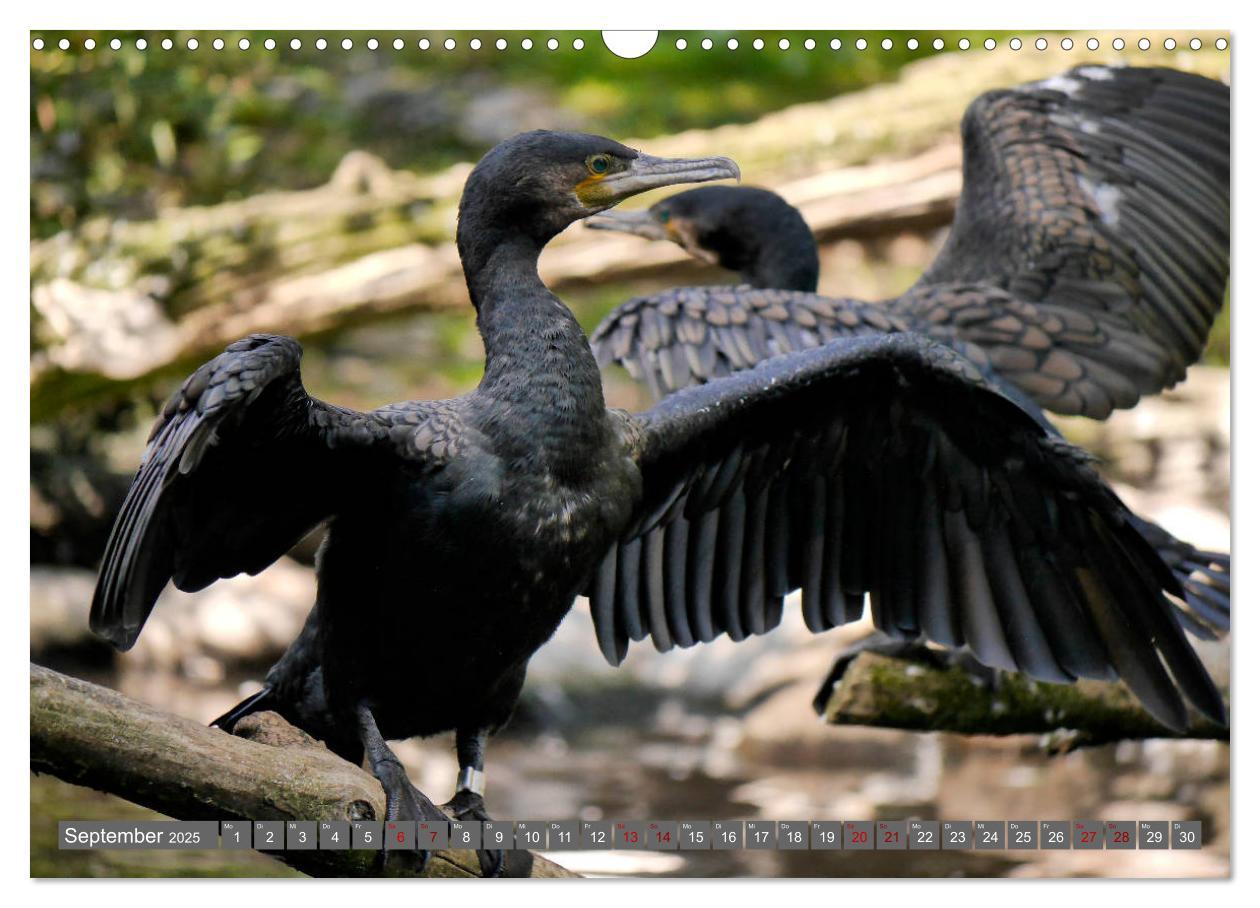 Bild: 9783435362141 | Weltvogelpark Walsrode - Die Vielfalt der Vogelarten (Wandkalender...