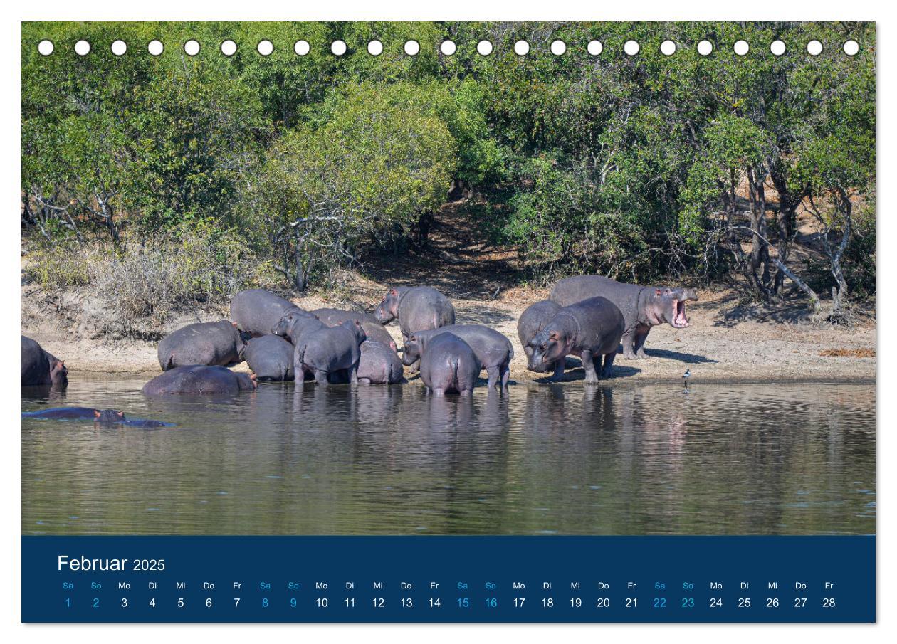 Bild: 9783435020584 | Nilpferde, Kolosse in Afrika (Tischkalender 2025 DIN A5 quer),...