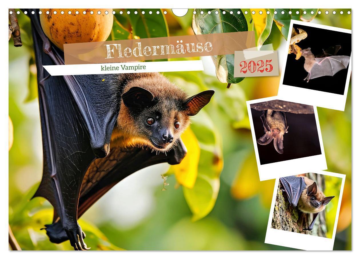 Cover: 9783457184226 | Fledermäuse - kleine Vampire (Wandkalender 2025 DIN A3 quer),...