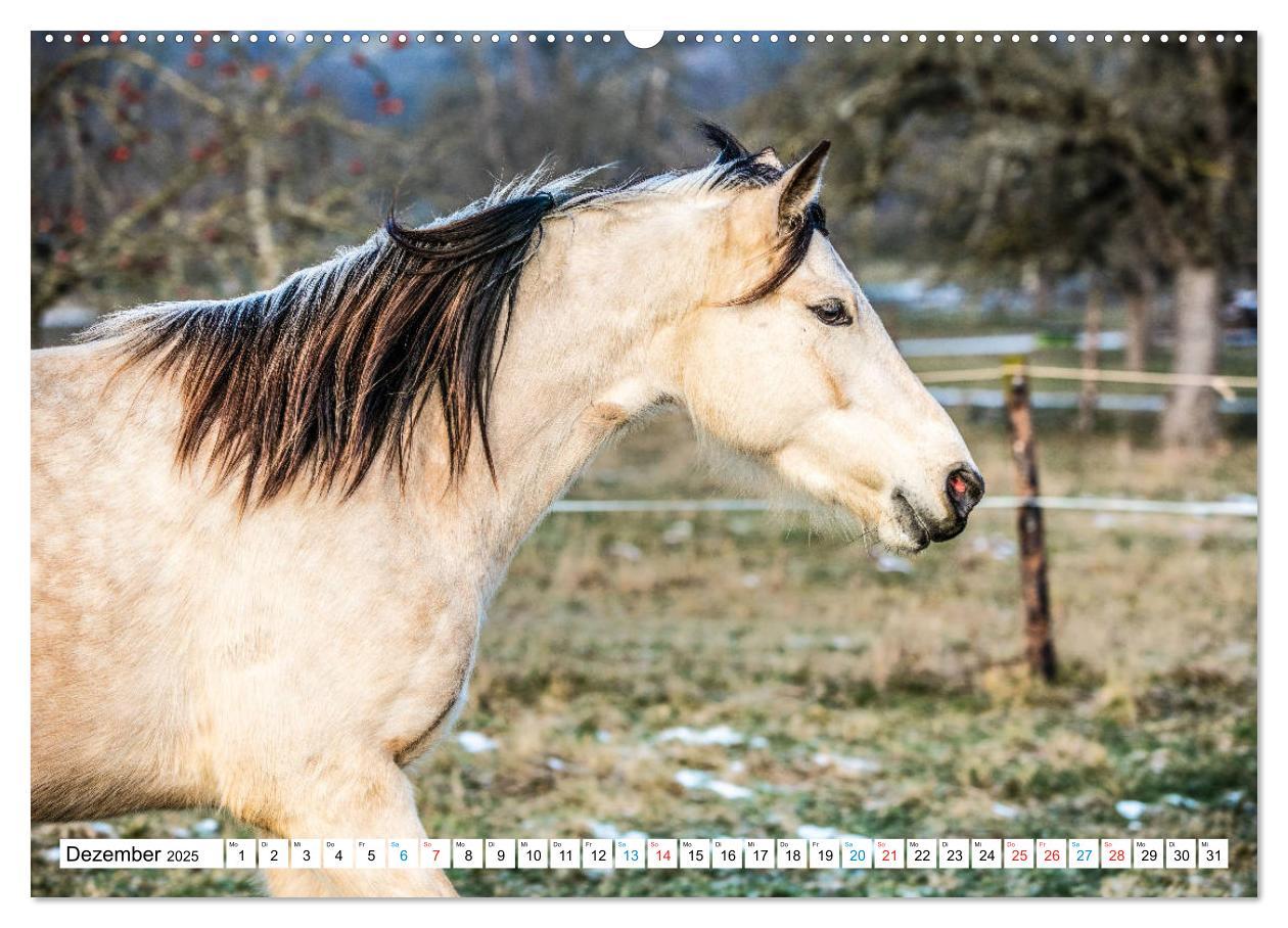 Bild: 9783435171699 | Durch das Jahr mit dem Connemara Pony Holly (Wandkalender 2025 DIN...