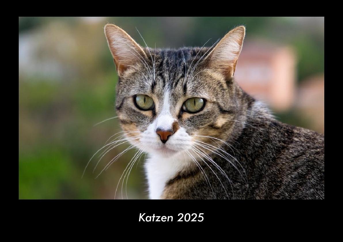 Cover: 9783755979449 | Katzen 2025 Fotokalender DIN A3 | Tobias Becker | Kalender | Kalender