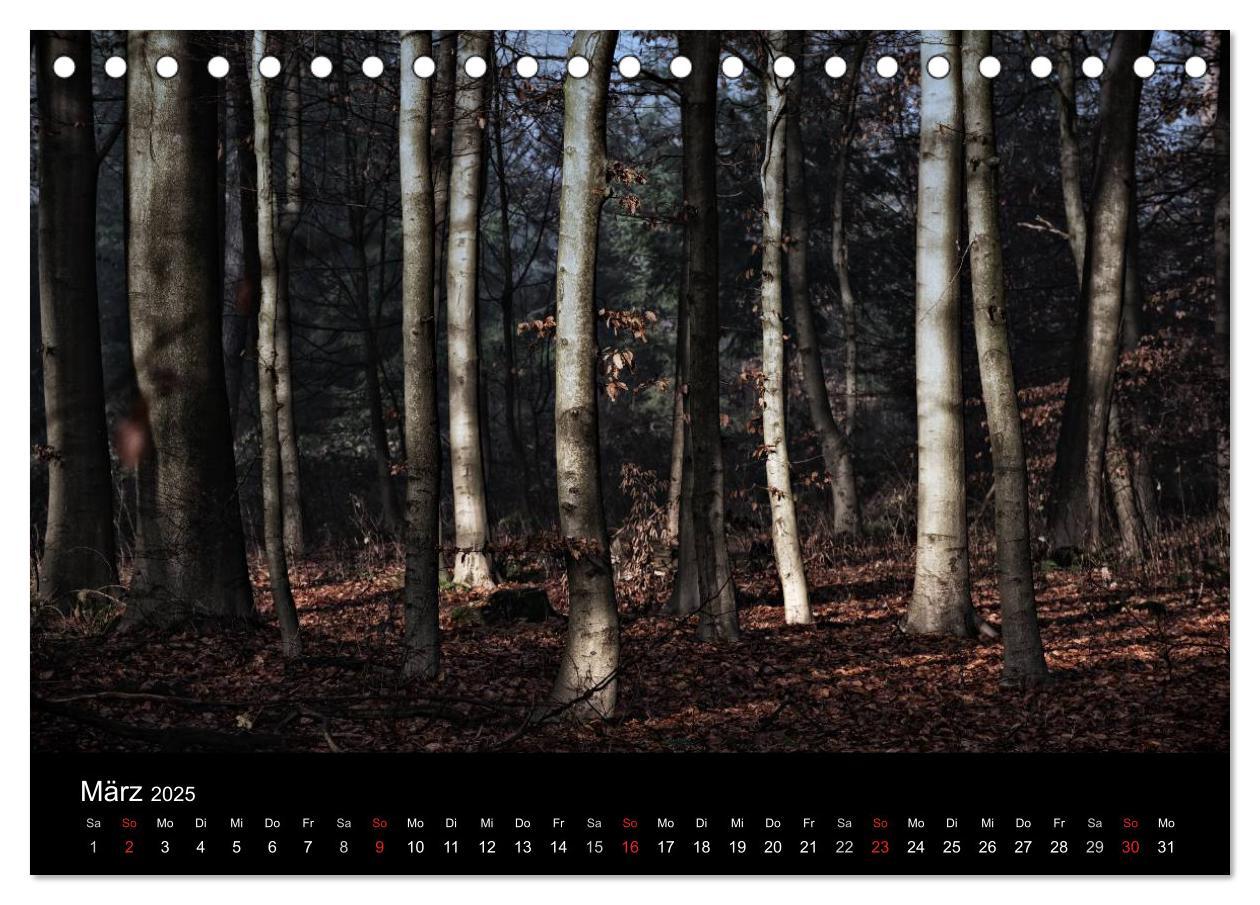 Bild: 9783435500307 | Mystische Wälder (Tischkalender 2025 DIN A5 quer), CALVENDO...