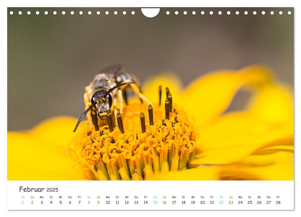 Bild: 9783435052127 | Bee Beautiful - Die phantastische Welt der Bienen (Wandkalender...