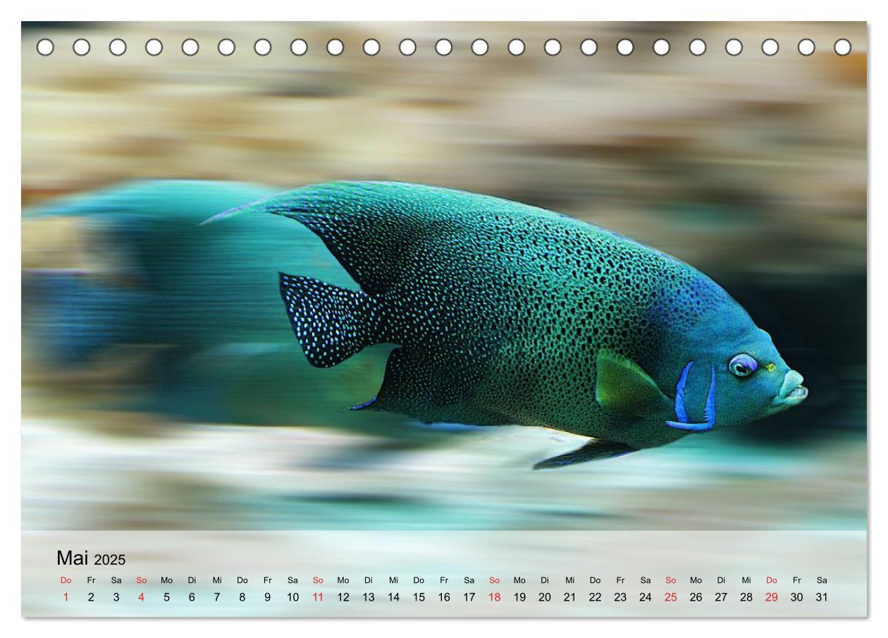 Bild: 9783435589456 | Knallbunte Wasserwelt. Die Welt der Fische (Tischkalender 2025 DIN...