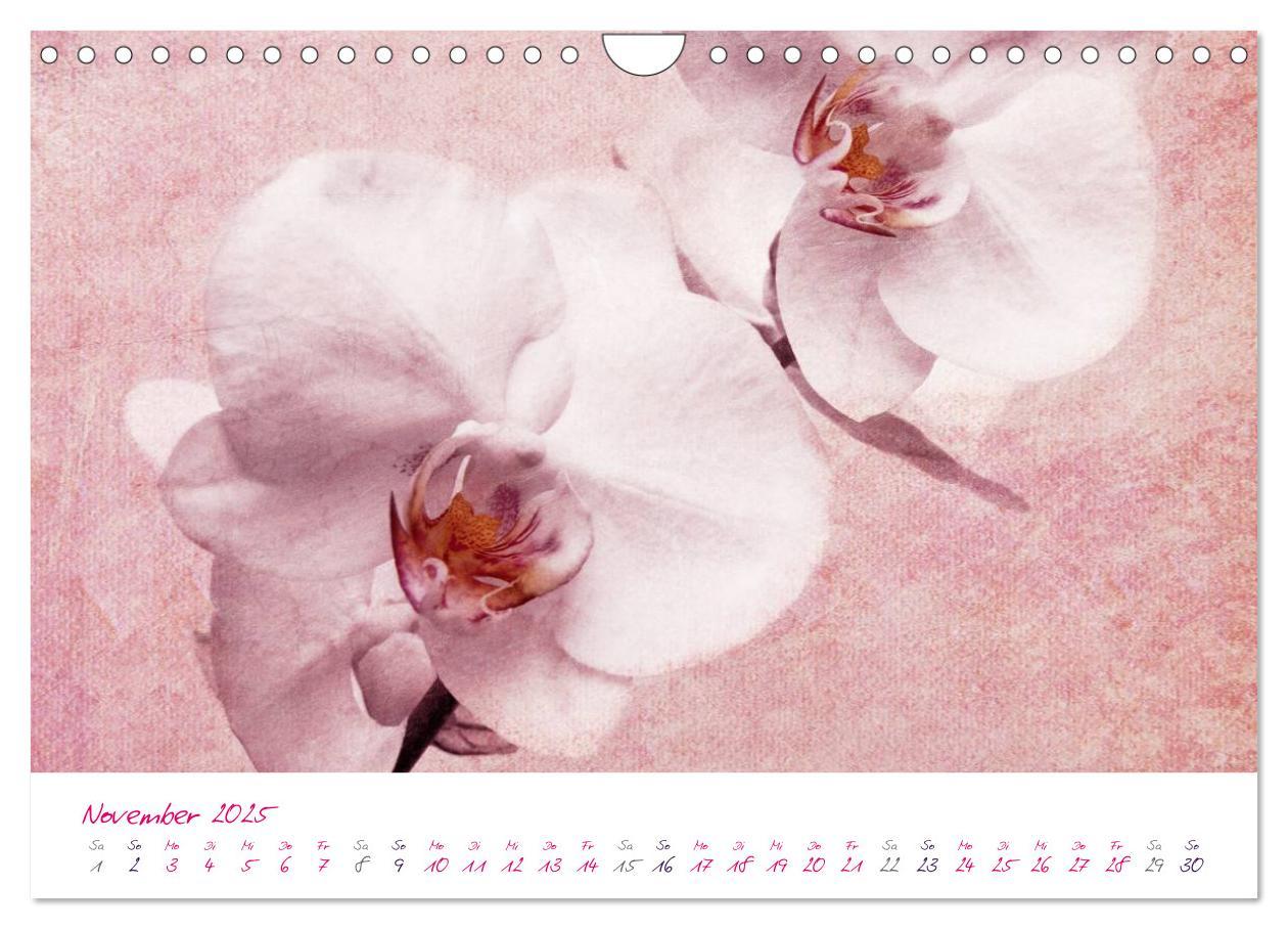 Bild: 9783435831036 | Momente in Rosa (Wandkalender 2025 DIN A4 quer), CALVENDO...