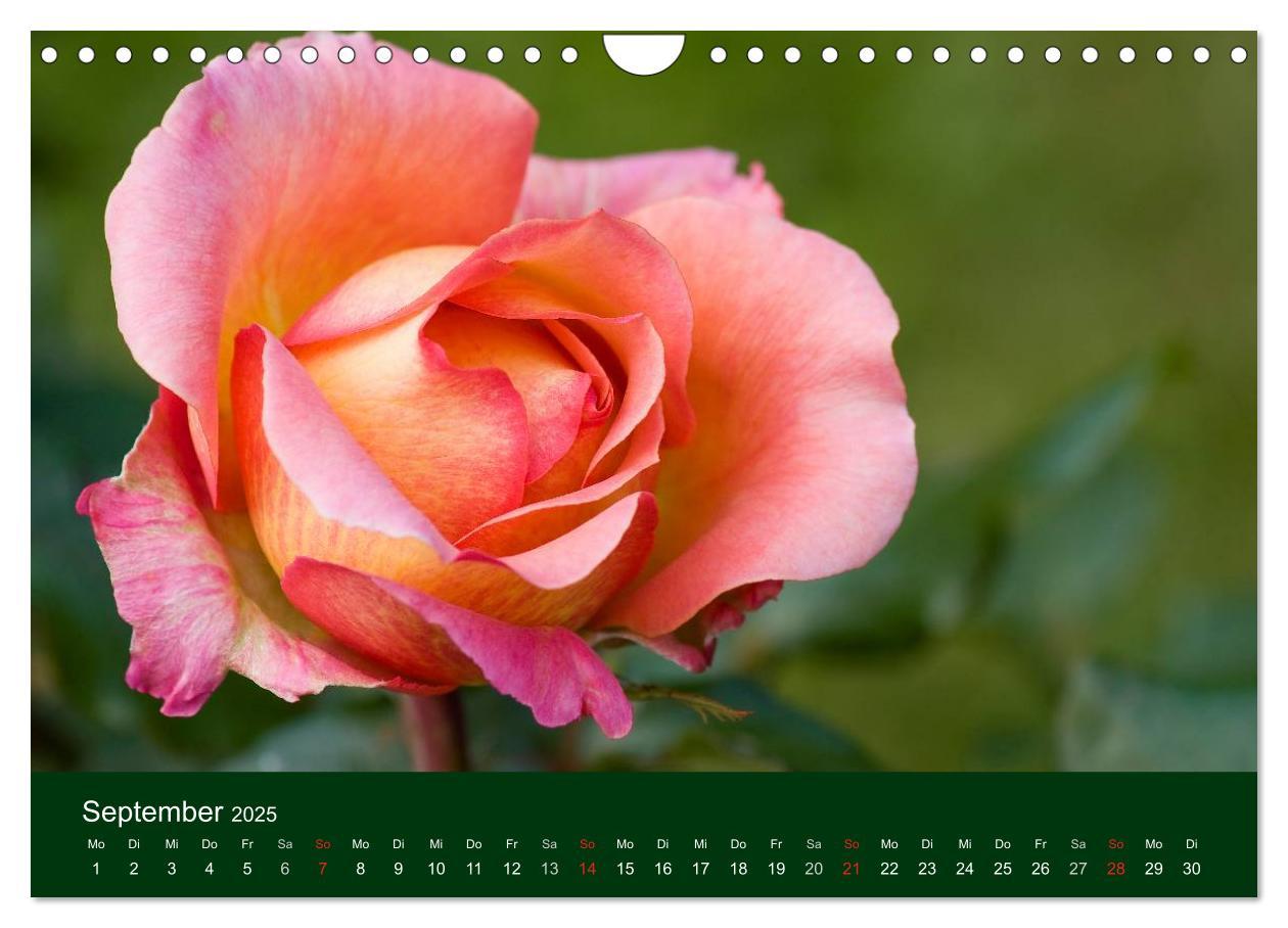 Bild: 9783435663613 | Blumen und Blüten (Wandkalender 2025 DIN A4 quer), CALVENDO...