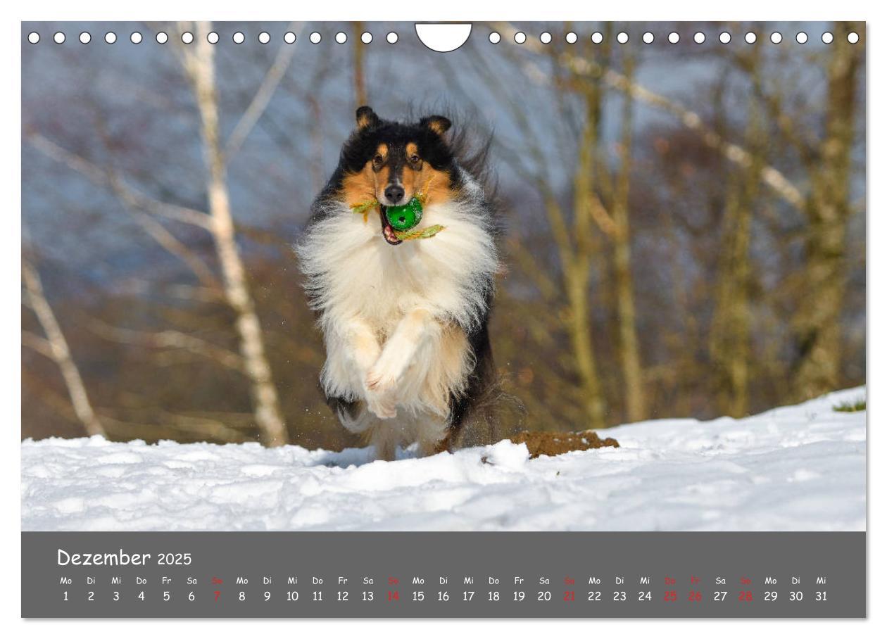 Bild: 9783435314522 | Einmal Collie - immer Collie (Wandkalender 2025 DIN A4 quer),...