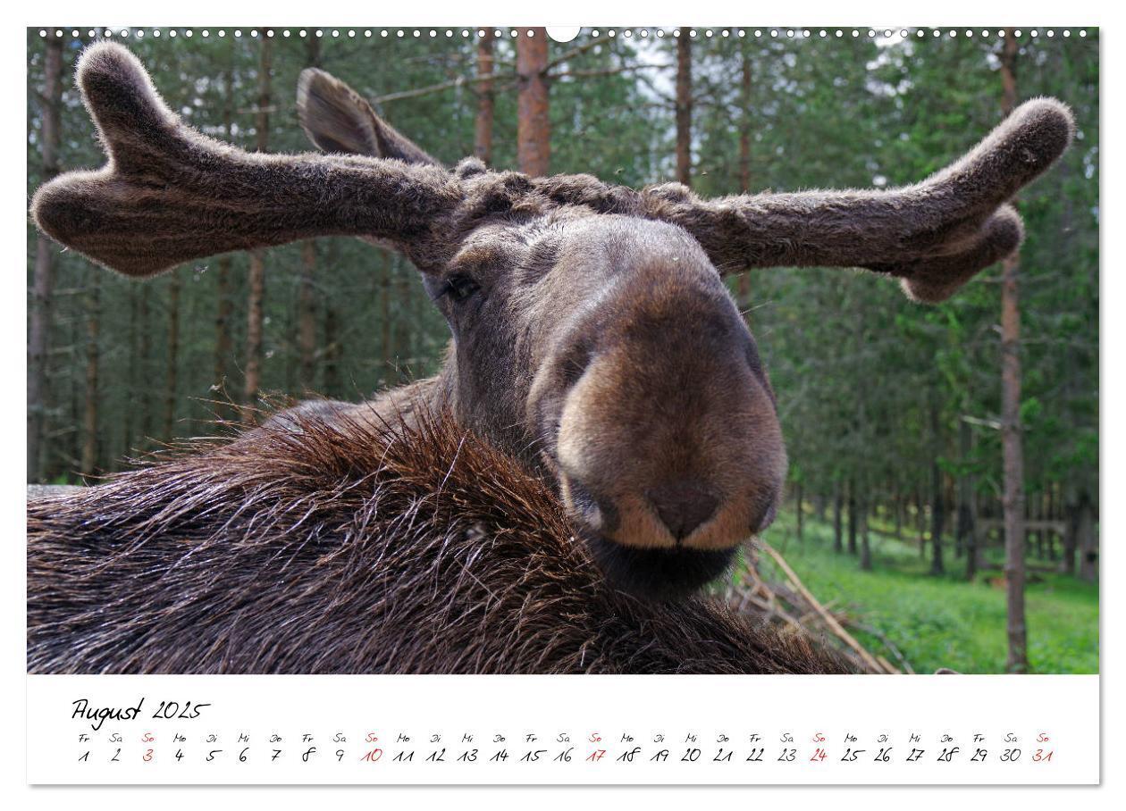 Bild: 9783435831708 | Schwedens Vielfalt (Wandkalender 2025 DIN A2 quer), CALVENDO...