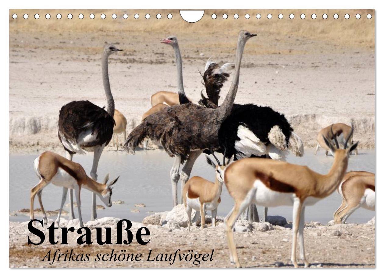 Cover: 9783435719884 | Strauße. Afrikas schöne Laufvögel (Wandkalender 2025 DIN A4 quer),...