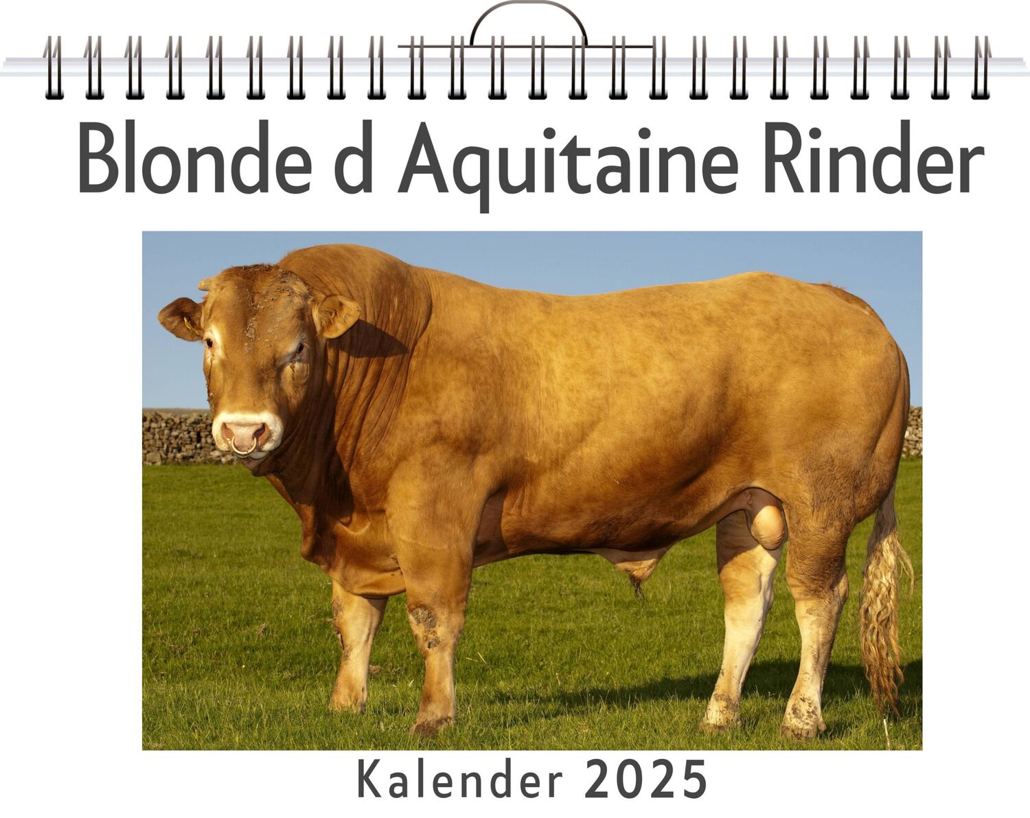 Cover: 9783759131041 | Blonde d Aquitaine Rinder | Luca Lang | Kalender | Kalender | 14 S.