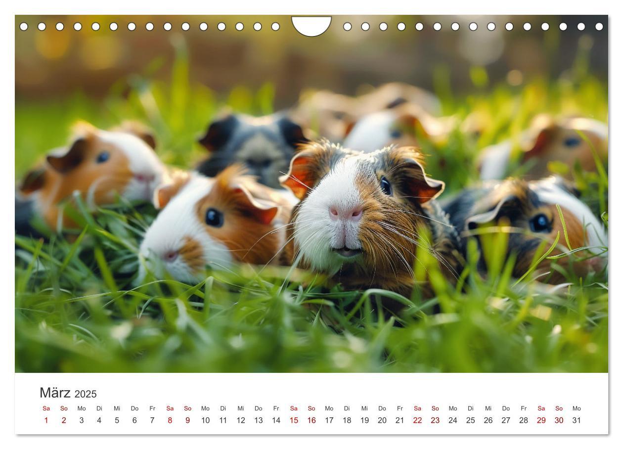 Bild: 9783383812255 | Wuschelbande - Ein Jahr voller Meerschweinchen (Wandkalender 2025...