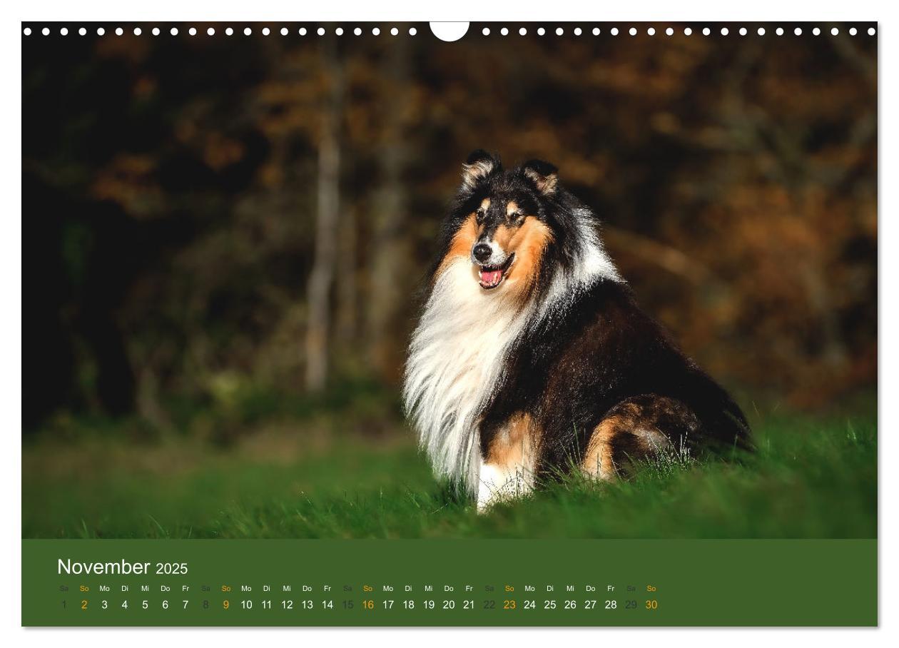 Bild: 9783435018598 | Der Collie der beste Hund der Welt (Wandkalender 2025 DIN A3 quer),...