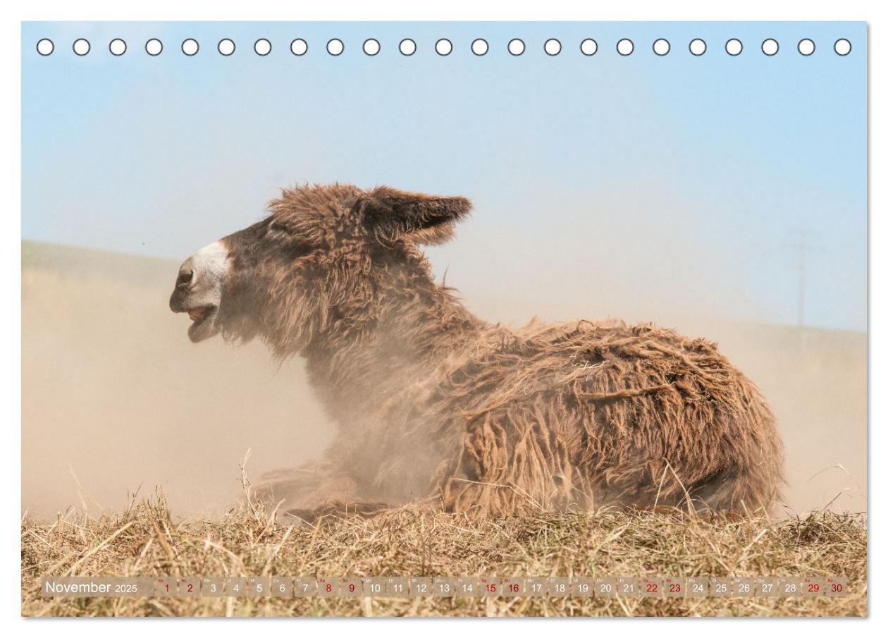 Bild: 9783435022915 | Esel Lebensfreude - Spaß mit Langohren (Tischkalender 2025 DIN A5...