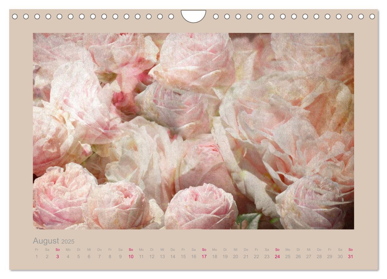 Bild: 9783435737475 | Romantische Rosen (Wandkalender 2025 DIN A4 quer), CALVENDO...