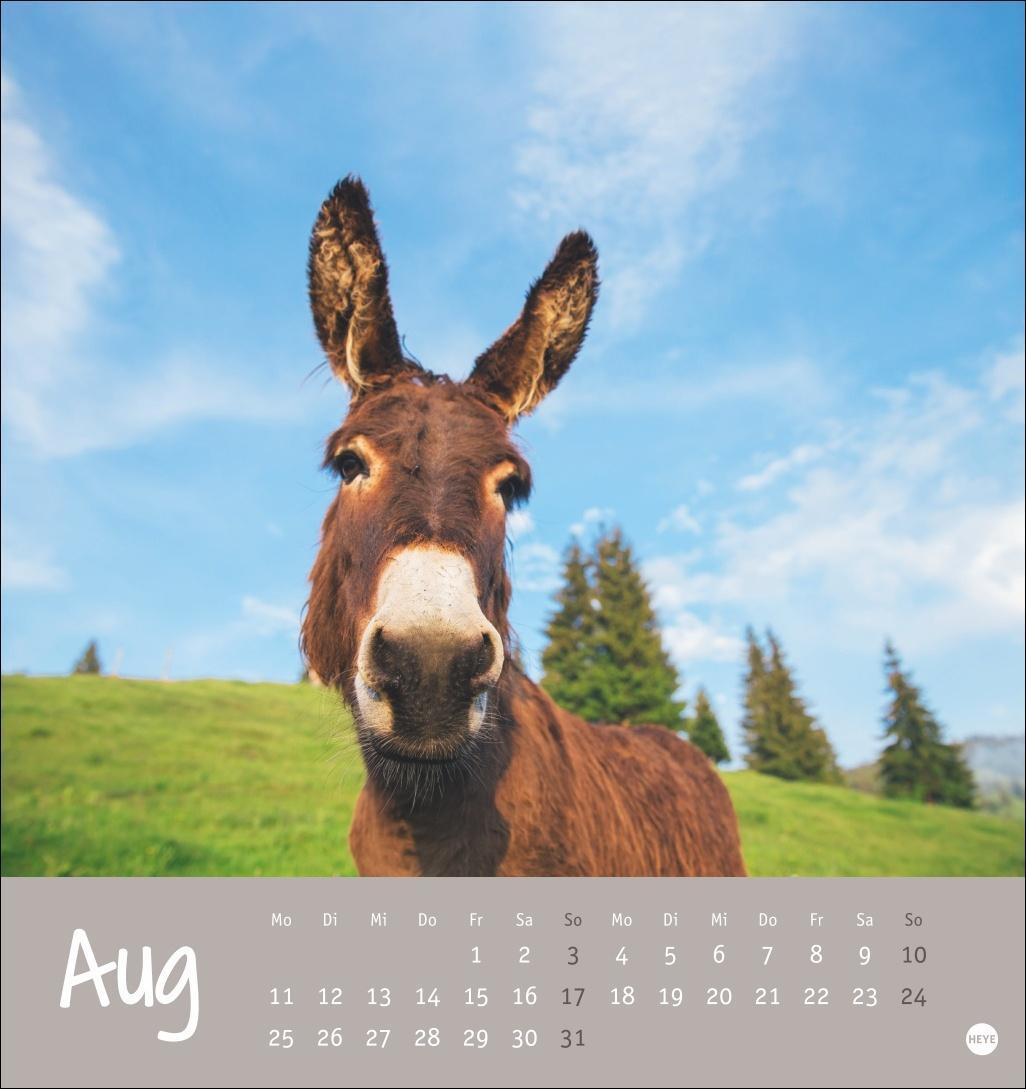 Bild: 9783756407149 | Esel Postkartenkalender 2025 - Von wegen sturer Esel | Heye | Kalender