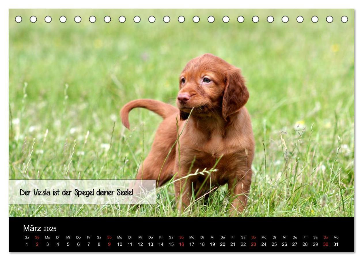 Bild: 9783435518708 | Magyar Vizsla - Zauberhafte Kobolde (Tischkalender 2025 DIN A5...