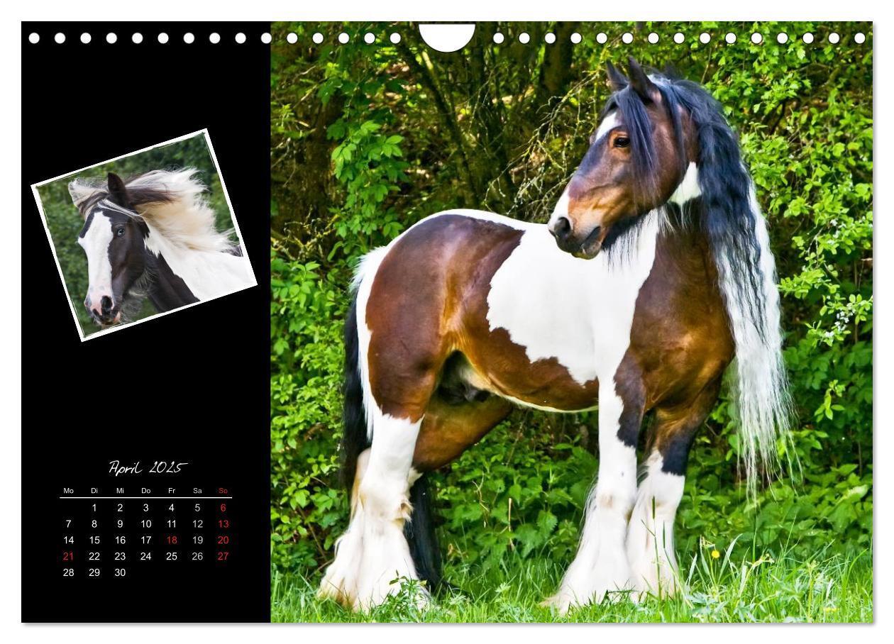 Bild: 9783435748112 | Irish Tinker (Wandkalender 2025 DIN A4 quer), CALVENDO Monatskalender