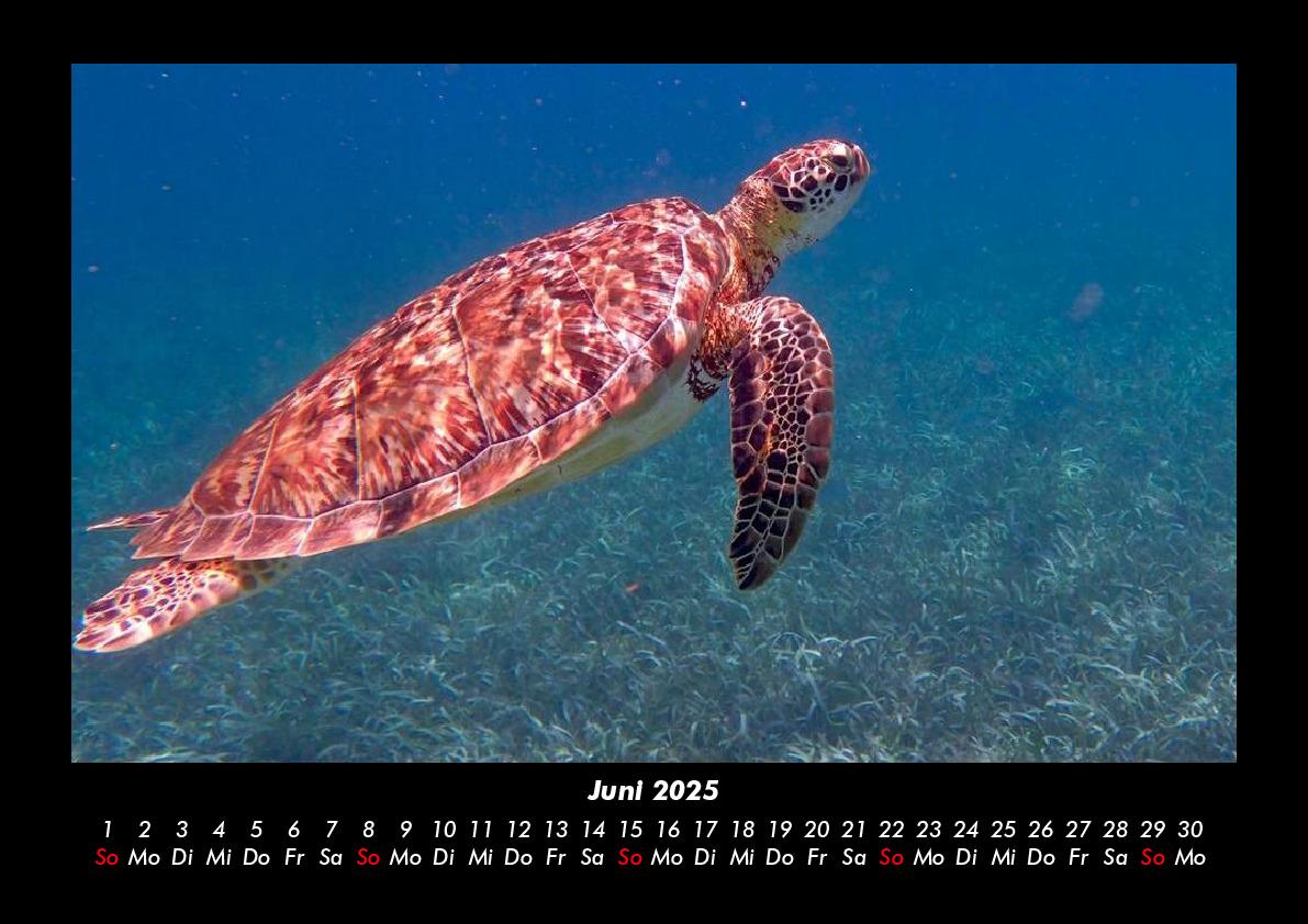 Bild: 9783755979951 | Karibik 2025 Fotokalender DIN A3 | Tobias Becker | Kalender | Kalender