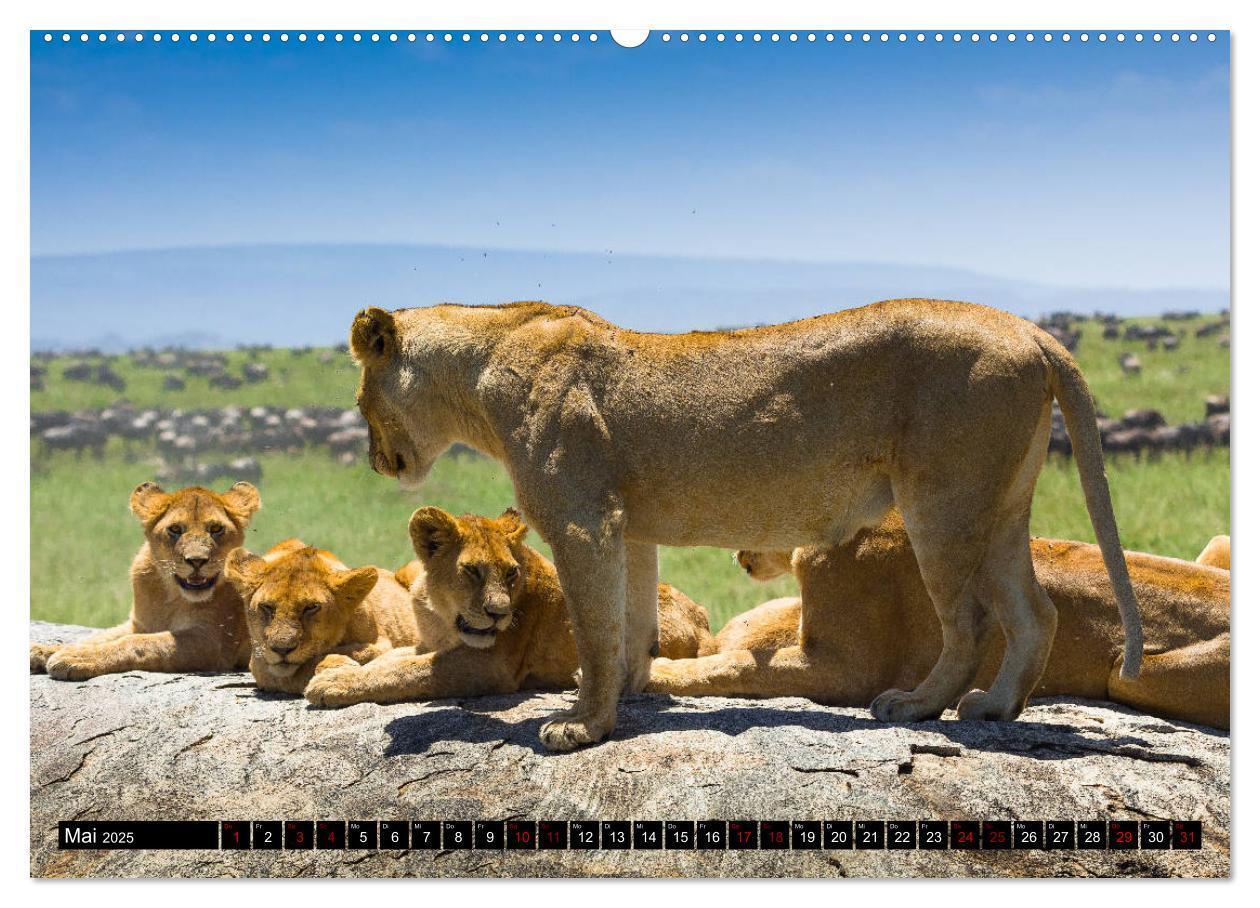 Bild: 9783435341719 | Tansania - Tierwanderung in der Serengeti (Wandkalender 2025 DIN A2...