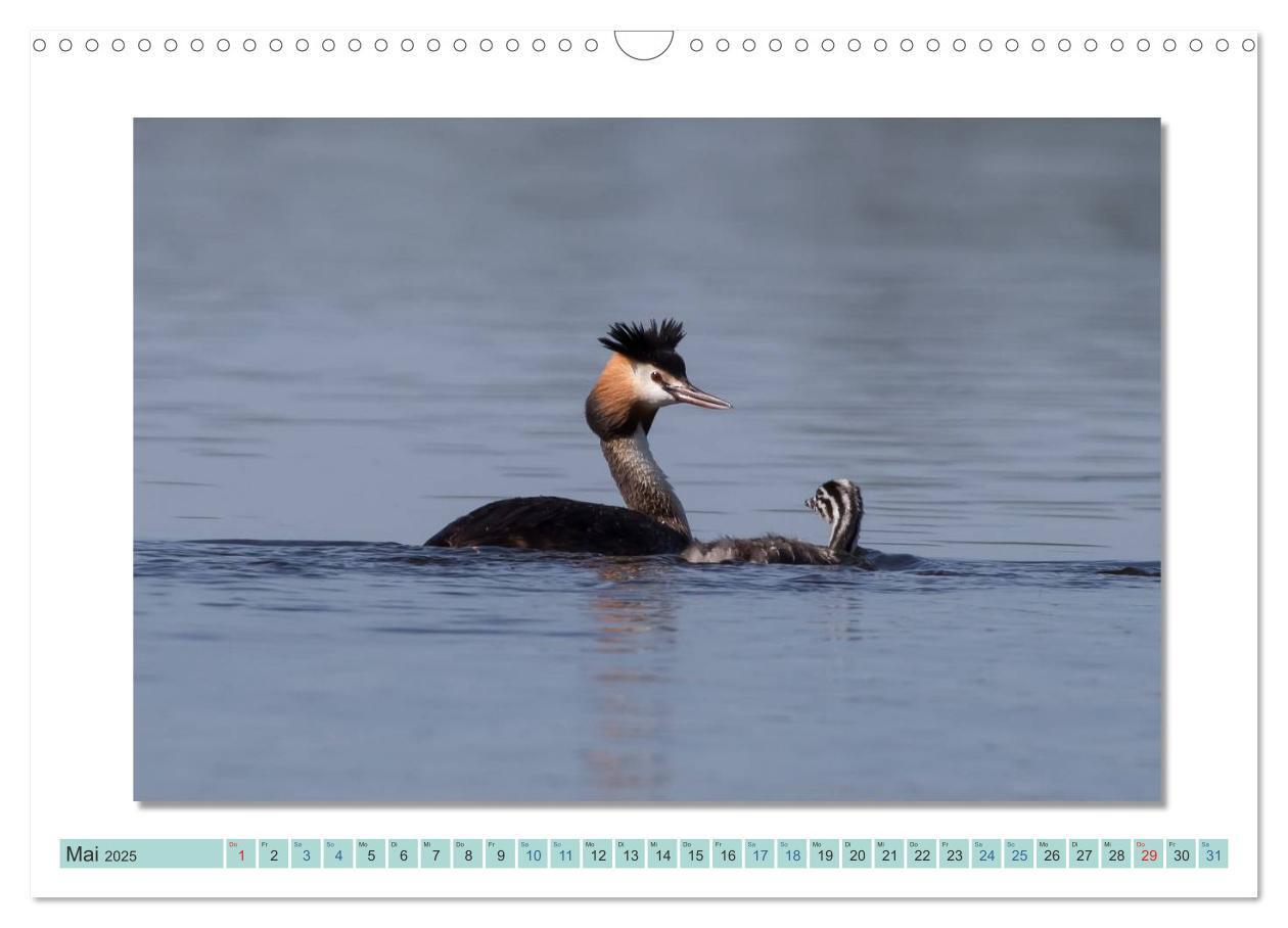 Bild: 9783435535842 | Augenblicke im Müritz Nationalpark (Wandkalender 2025 DIN A3 quer),...