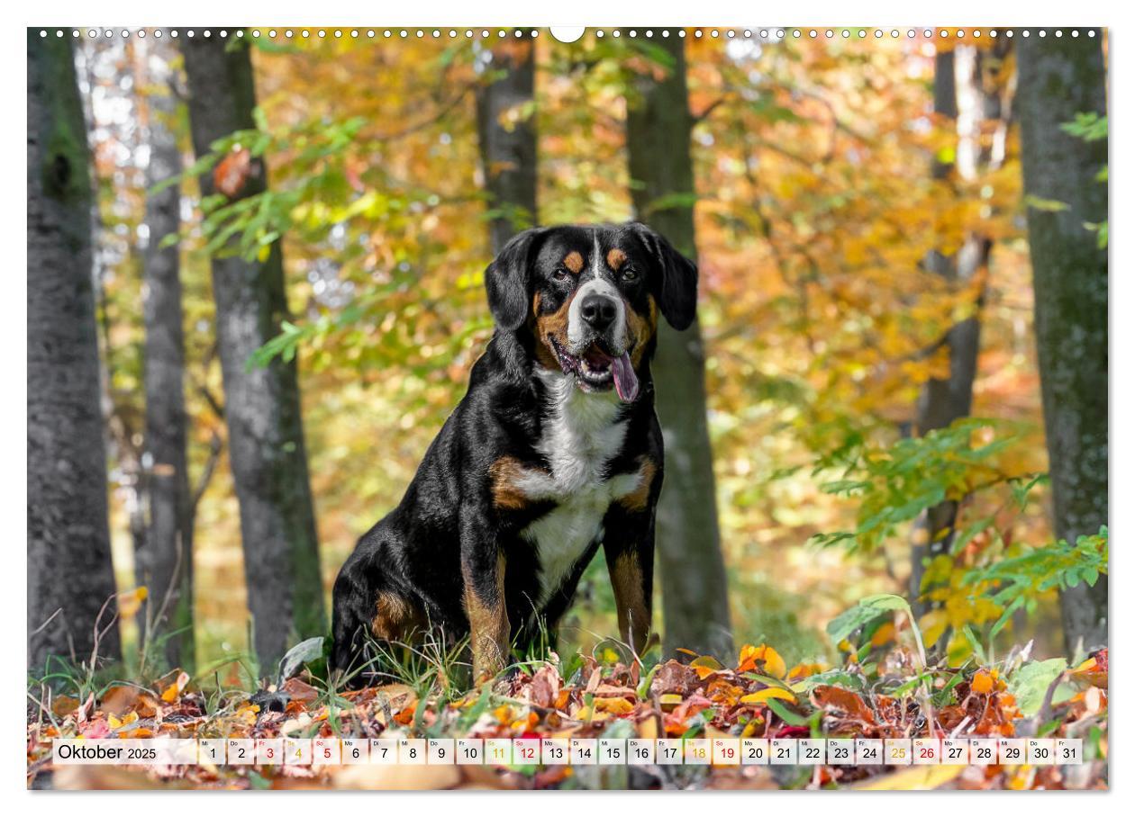 Bild: 9783457198971 | Entlebucher - Temperamentvolle Schweizer Sennenhunde (Wandkalender...