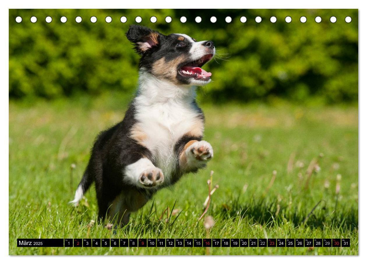 Bild: 9783435570287 | Bekannt wie ein bunter Hund. Australian Shepherd (Tischkalender...