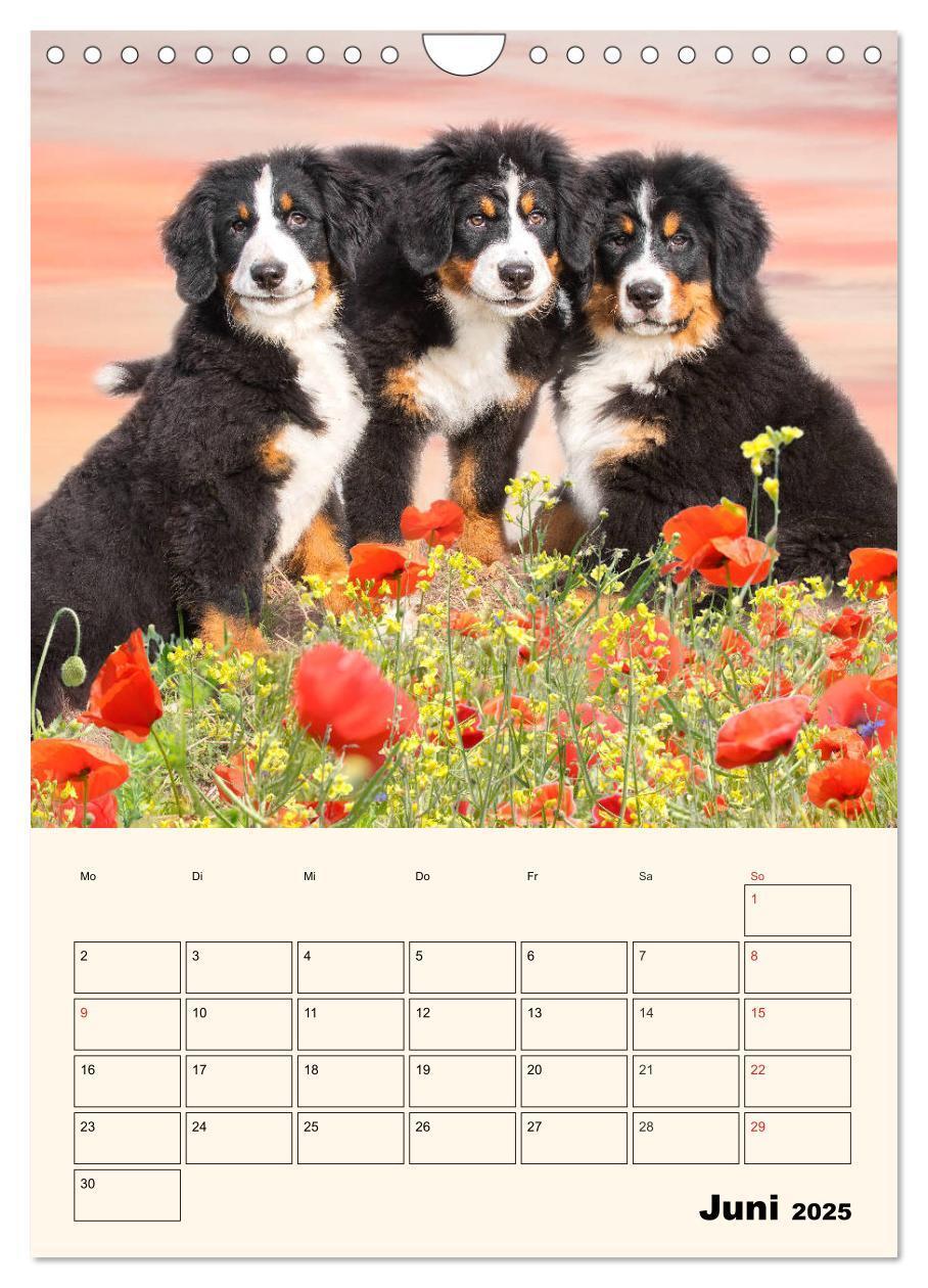 Bild: 9783435938315 | Traumhaft schön - Der Berner Sennenhund (Wandkalender 2025 DIN A4...