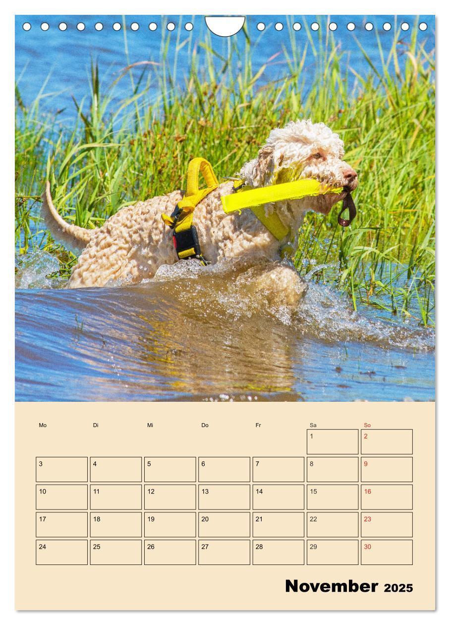 Bild: 9783435959495 | Jahresplaner Lagotto Romagnolo (Wandkalender 2025 DIN A4 hoch),...