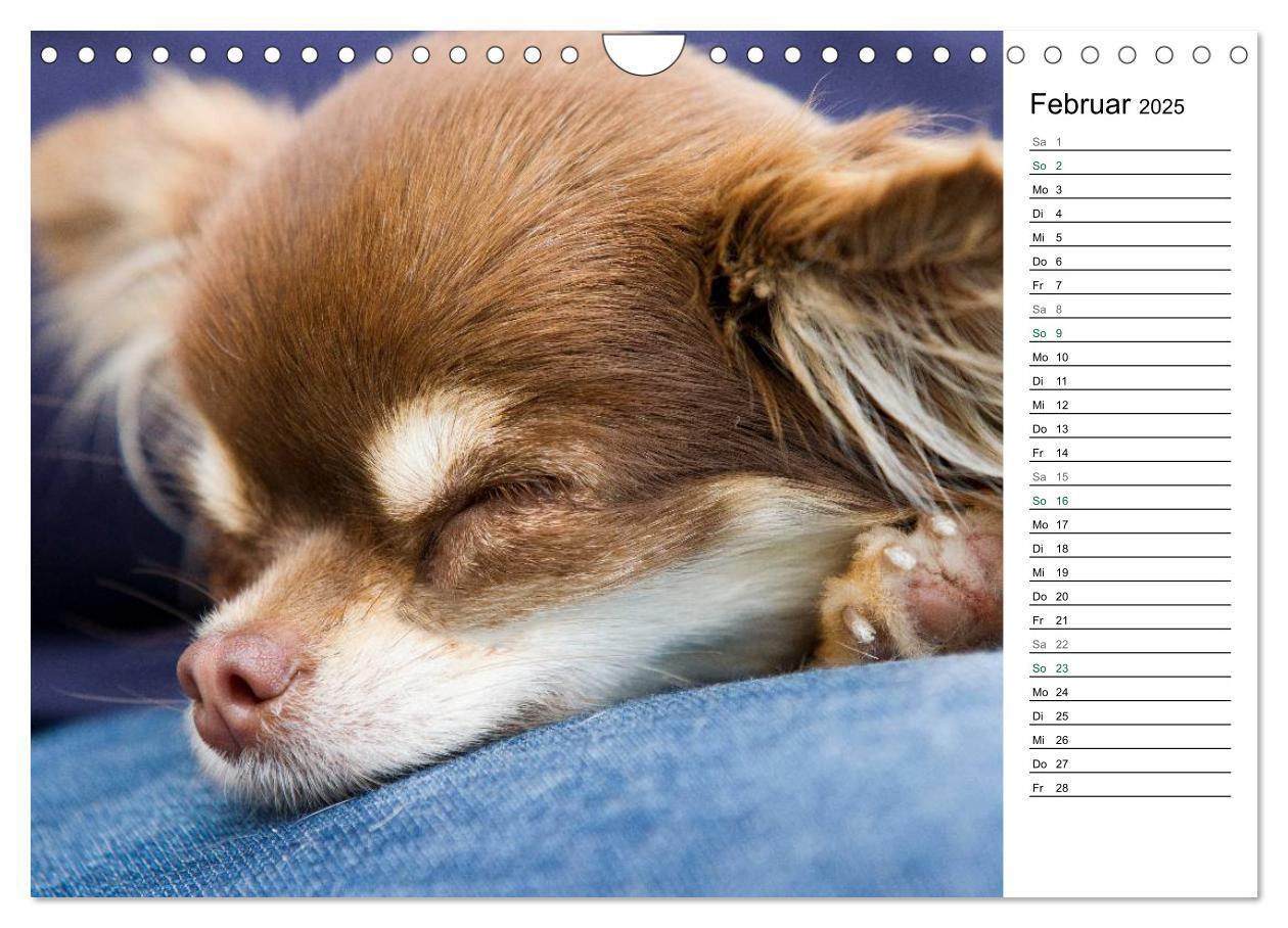 Bild: 9783435557295 | Chihuahuas - kleine Herzensbrecher (Wandkalender 2025 DIN A4 quer),...