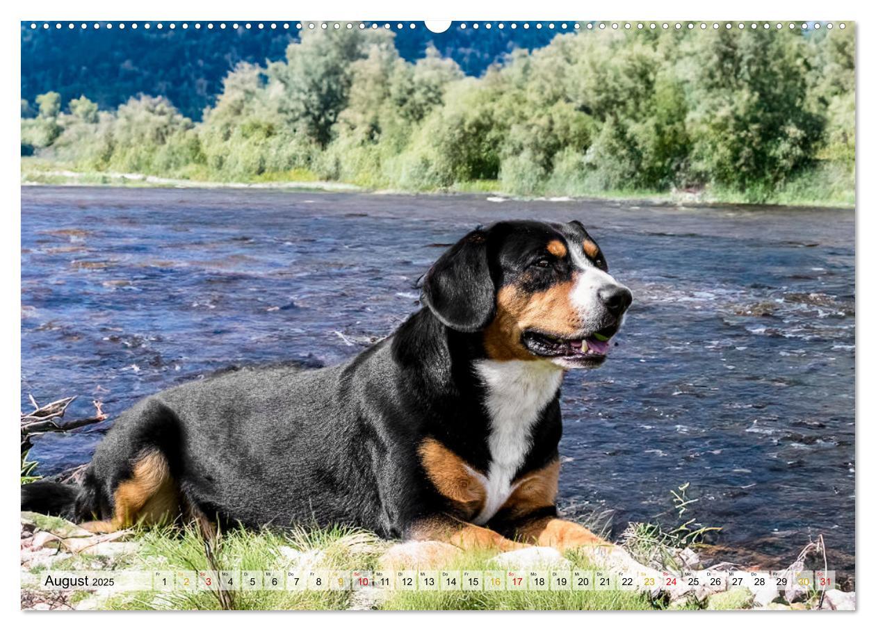 Bild: 9783457198971 | Entlebucher - Temperamentvolle Schweizer Sennenhunde (Wandkalender...