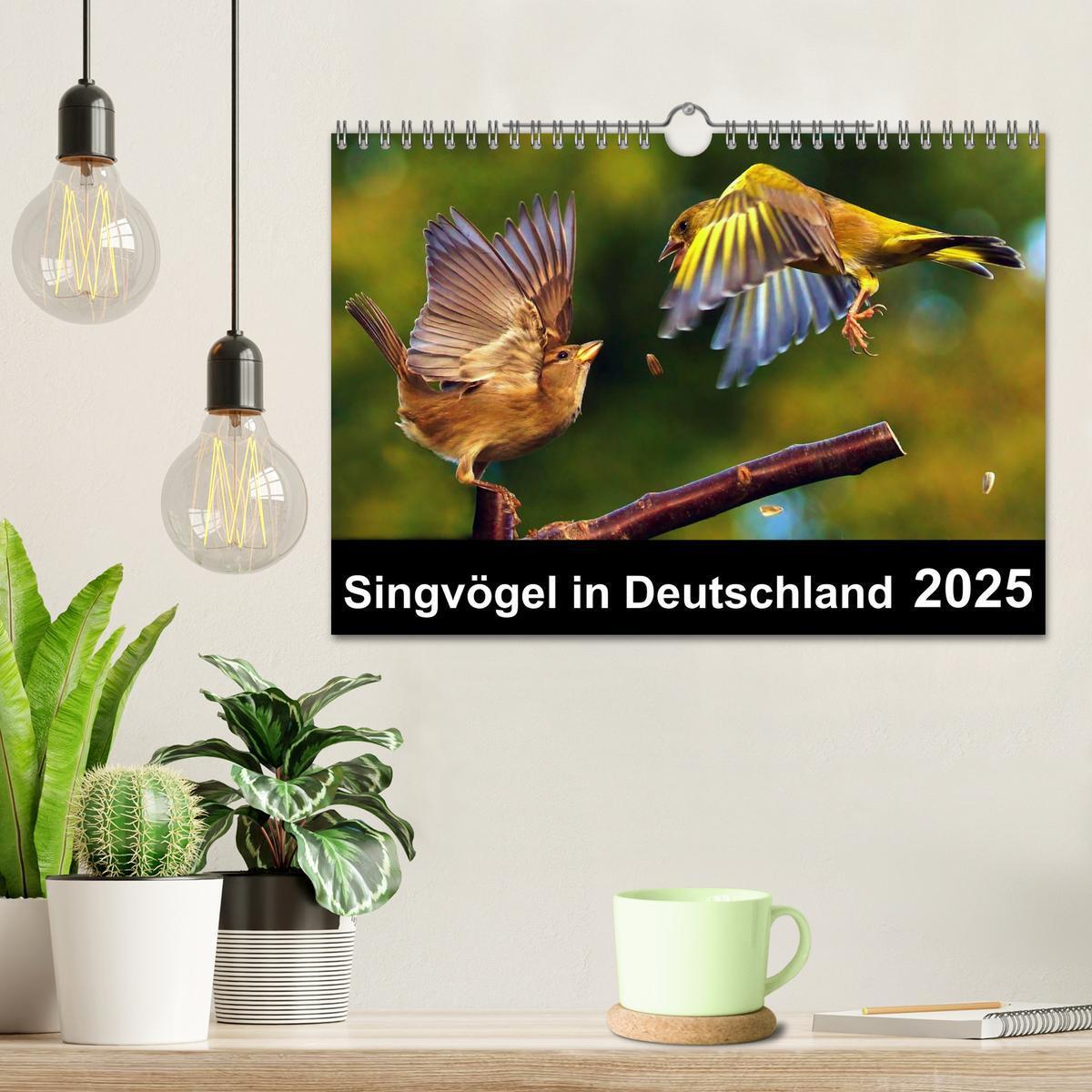 Bild: 9783435626670 | Singvögel in Deutschland (Wandkalender 2025 DIN A4 quer), CALVENDO...