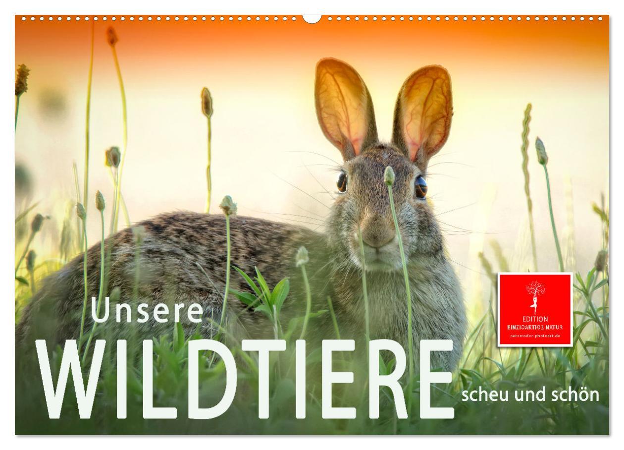 Cover: 9783435093670 | Unsere Wildtiere - scheu und schön (Wandkalender 2025 DIN A2 quer),...