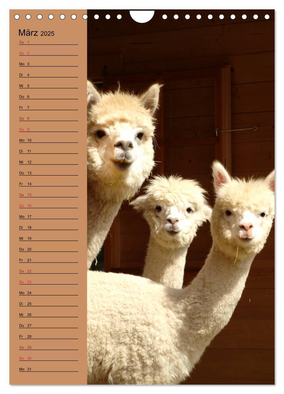 Bild: 9783435990849 | Alpakas zum Knuddeln gerne (Wandkalender 2025 DIN A4 hoch),...