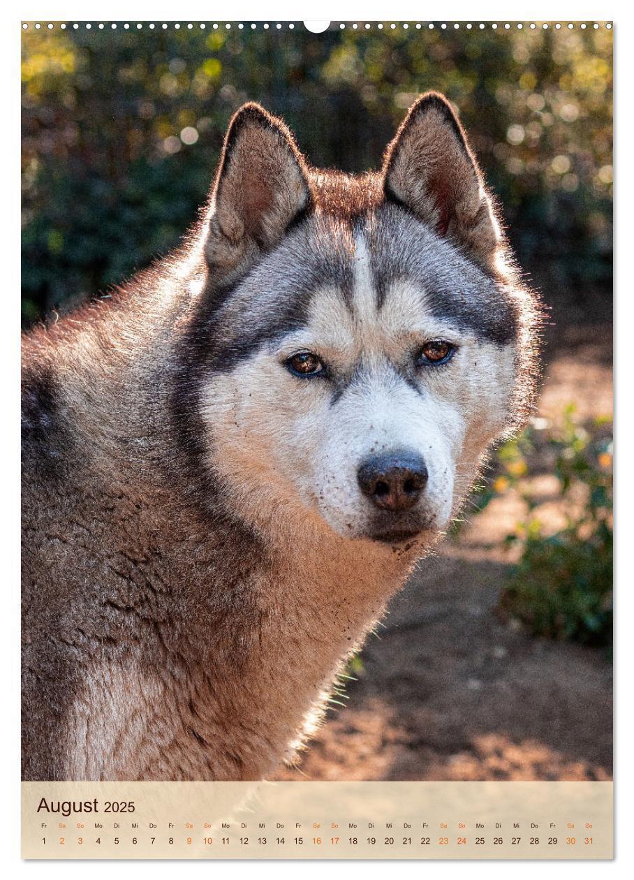 Bild: 9783435909001 | Im Husky-Rudel (hochwertiger Premium Wandkalender 2025 DIN A2...