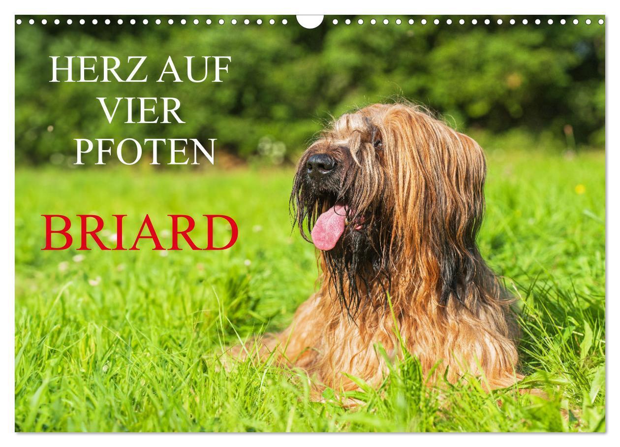 Cover: 9783457153079 | Herz auf vier Pfoten - Briard (Wandkalender 2025 DIN A3 quer),...