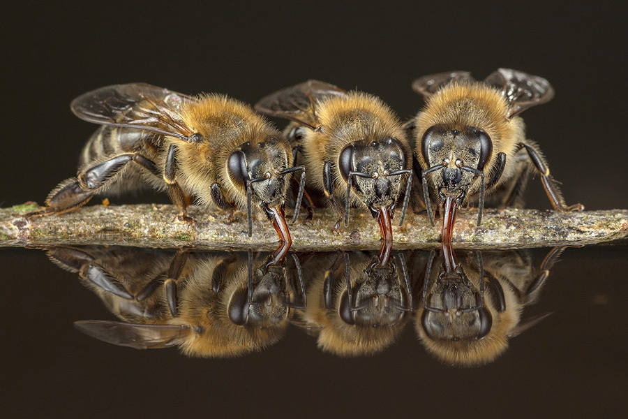 Bild: 9783957283627 | Honigbienen - geheimnisvolle Waldbewohner | Ingo Arndt (u. a.) | Buch