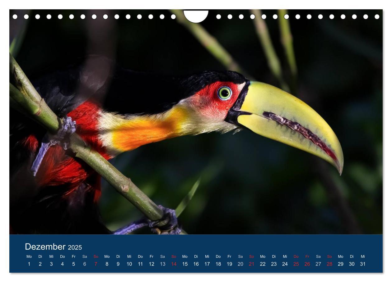 Bild: 9783435687541 | Brasilien tierisch gut 2025 (Wandkalender 2025 DIN A4 quer),...