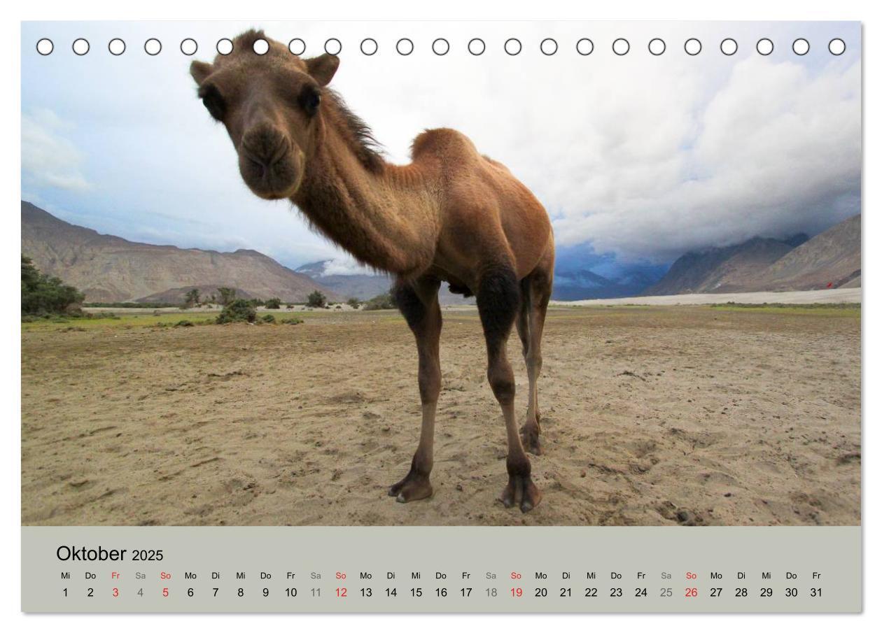 Bild: 9783435586639 | Kamel Porträt (Tischkalender 2025 DIN A5 quer), CALVENDO...