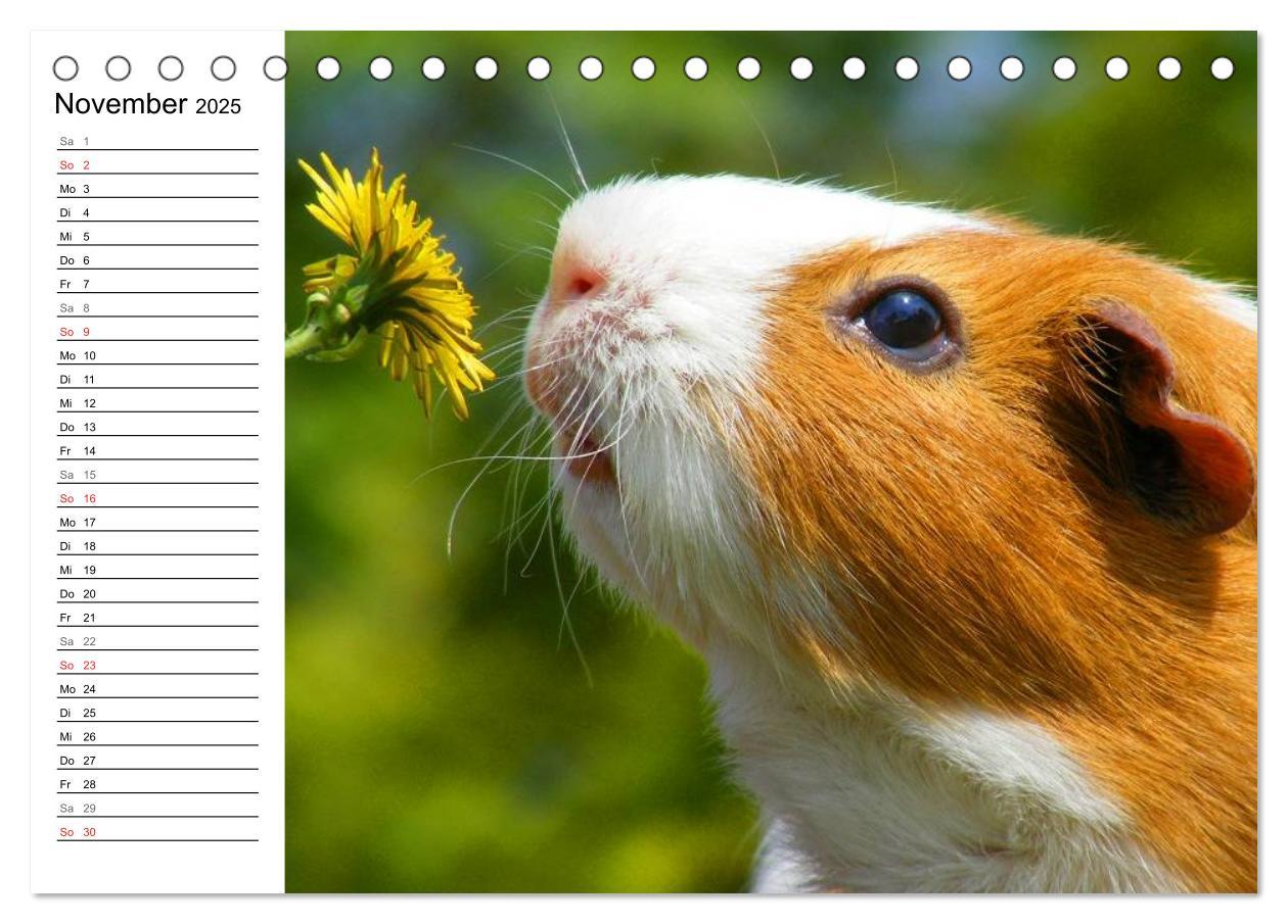 Bild: 9783435718887 | Meerschweinchen Niedliche Herzensbrecher (Tischkalender 2025 DIN A5...