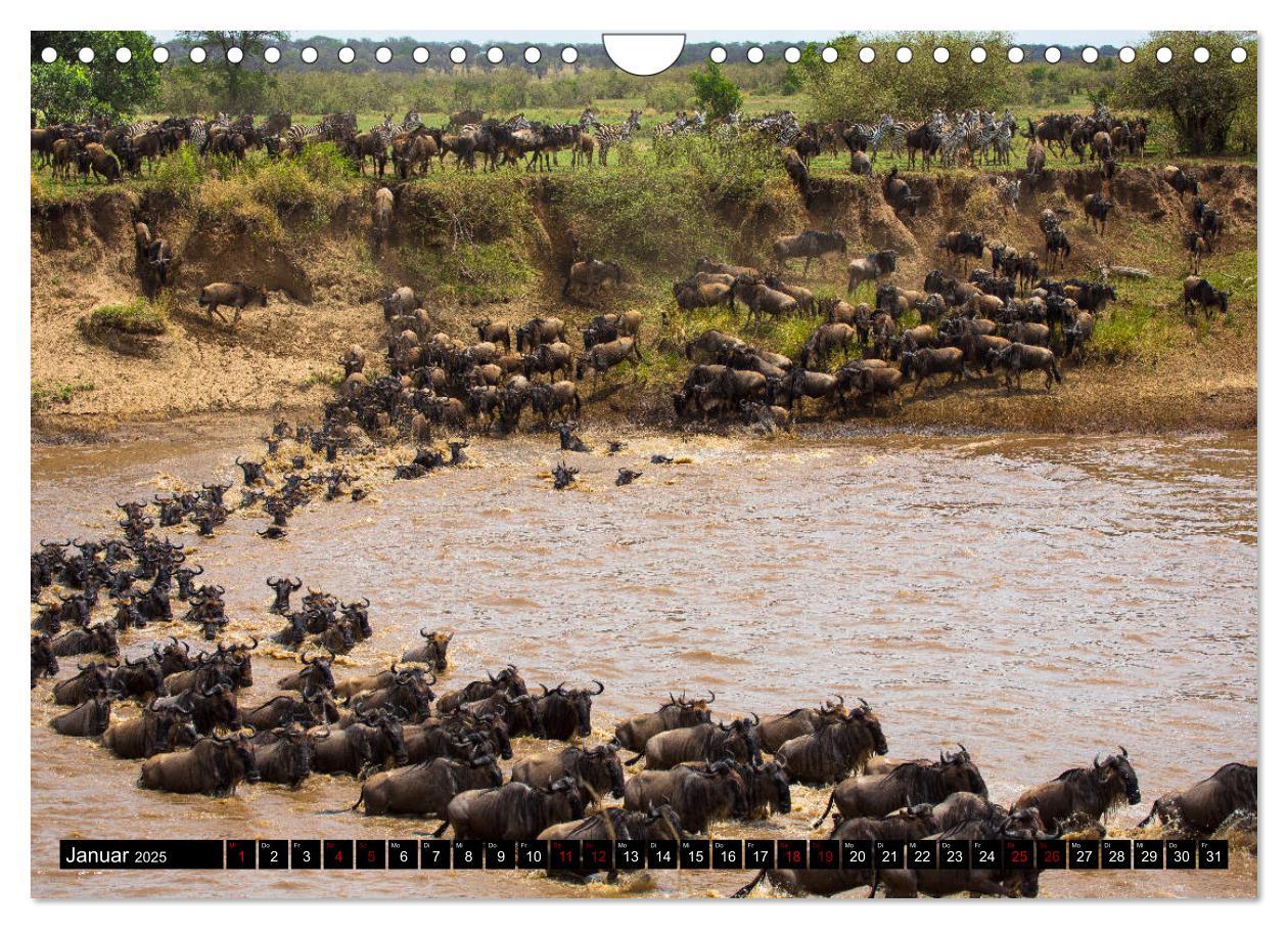 Bild: 9783435342563 | Tansania - Tierwanderung in der Serengeti (Wandkalender 2025 DIN A4...