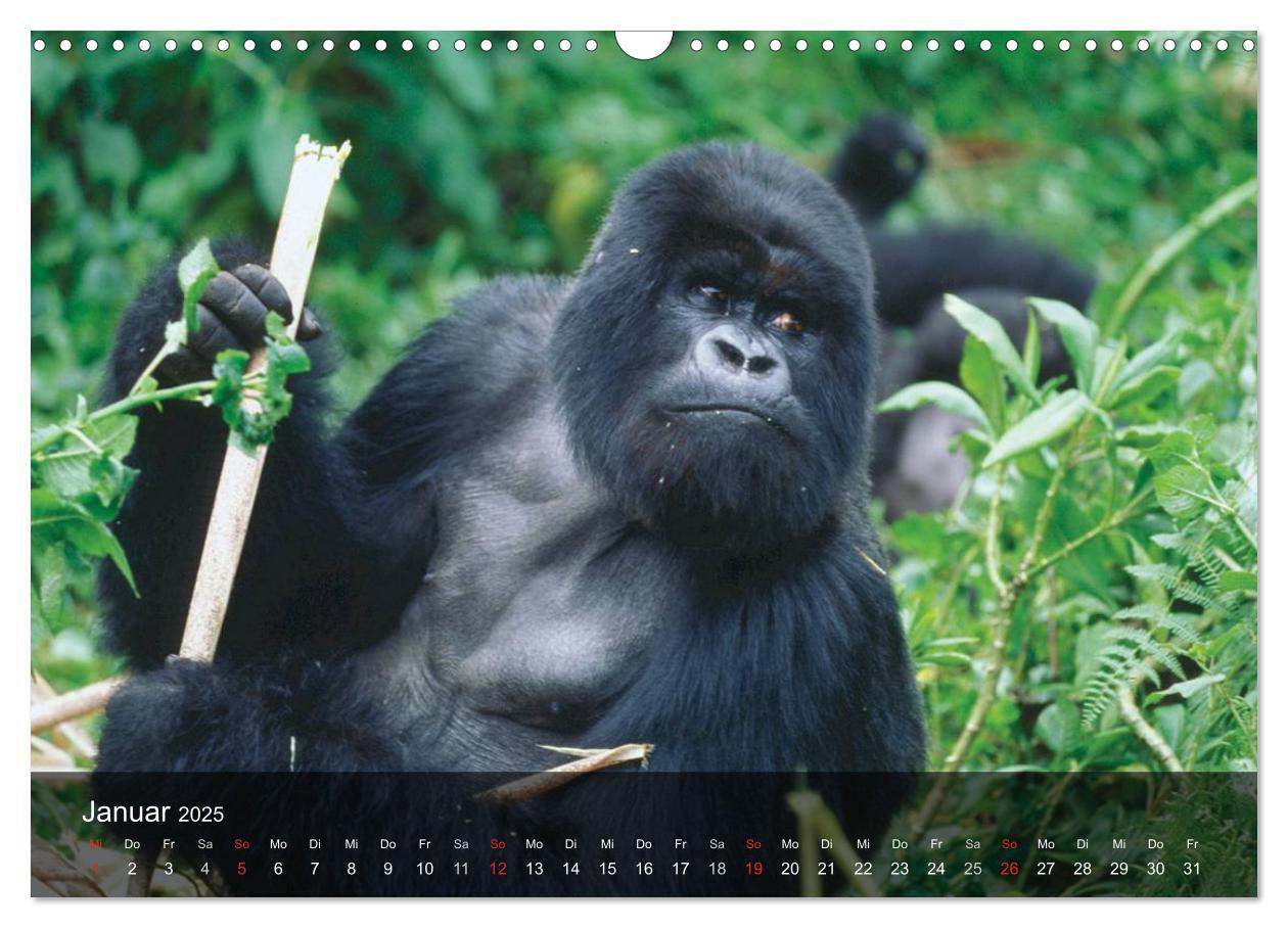 Bild: 9783435600984 | Gorillas. Friedliebende Kraftpakete (Wandkalender 2025 DIN A3...