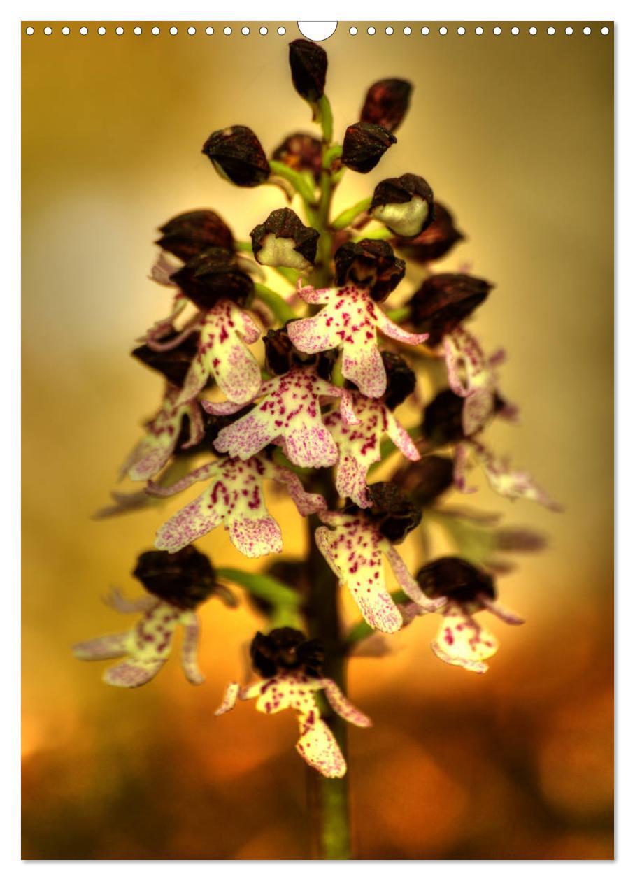 Bild: 9783457006801 | Juwelen der Natur - Ein Orchideensommer (Wandkalender 2025 DIN A3...