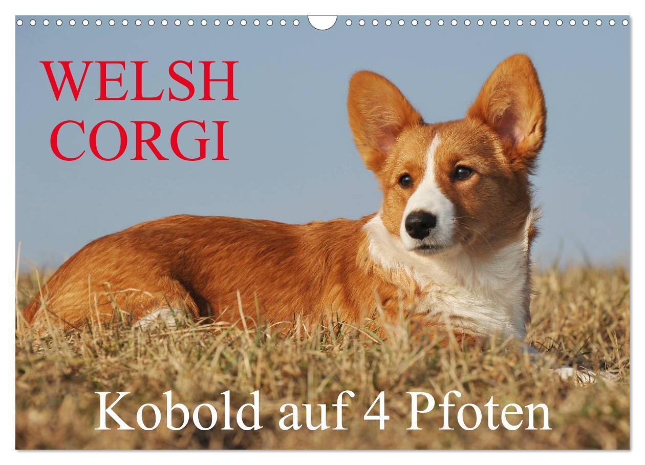 Cover: 9783435670734 | Welsh Corgi - Kobold auf 4 Pfoten (Wandkalender 2025 DIN A3 quer),...