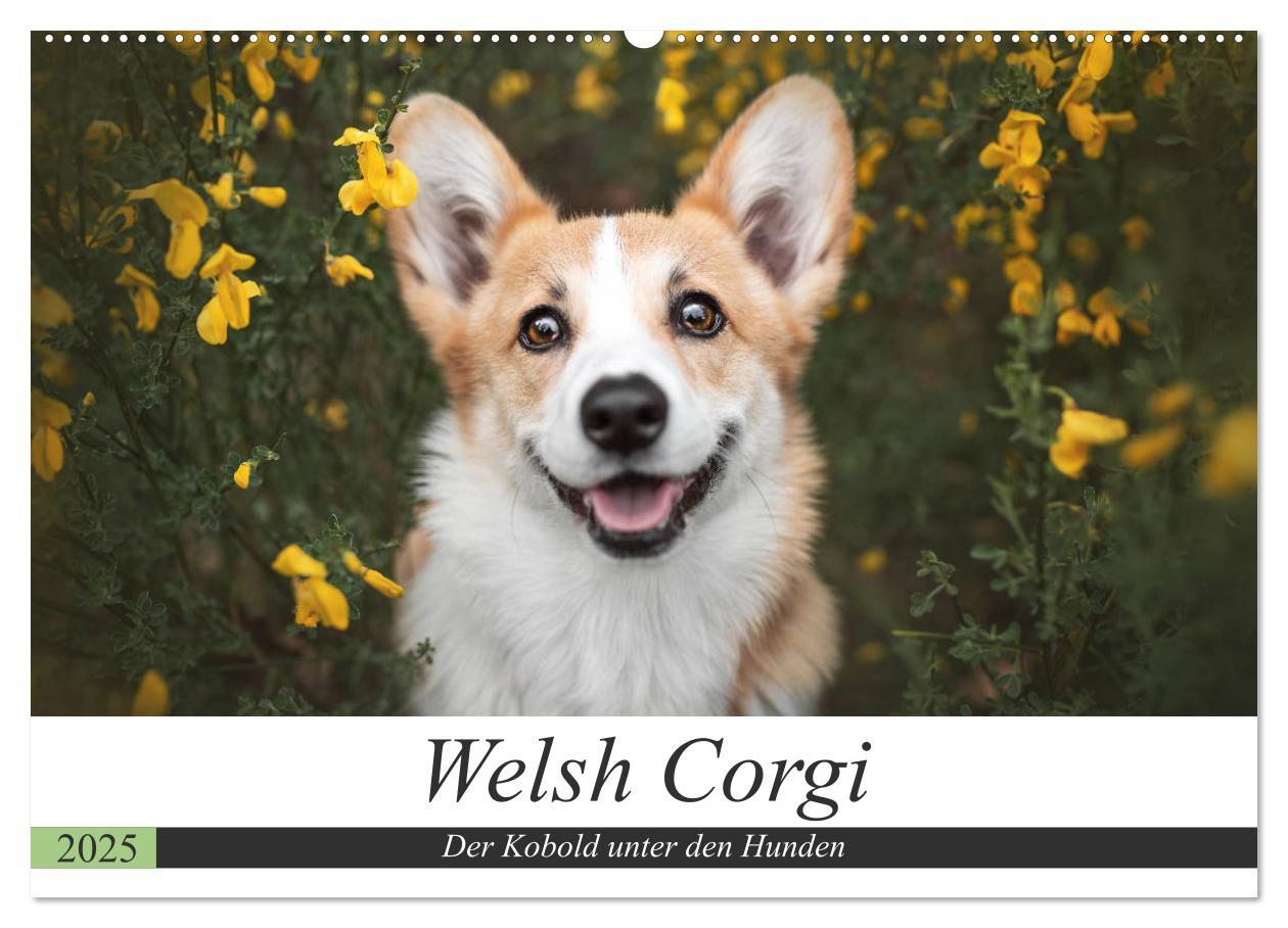 Cover: 9783435118281 | Welsh Corgi - Der Kobold unter den Hunden (Wandkalender 2025 DIN A2...