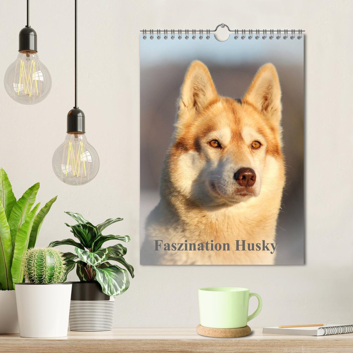 Bild: 9783435935178 | Faszination Husky (Wandkalender 2025 DIN A4 hoch), CALVENDO...