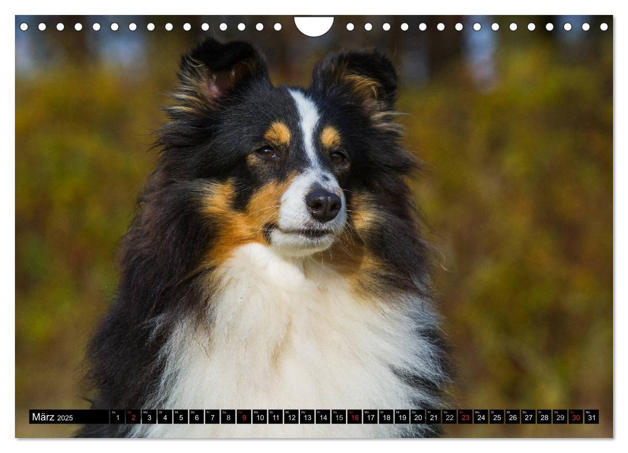 Bild: 9783435569878 | Traumhund Sheltie (Wandkalender 2025 DIN A4 quer), CALVENDO...