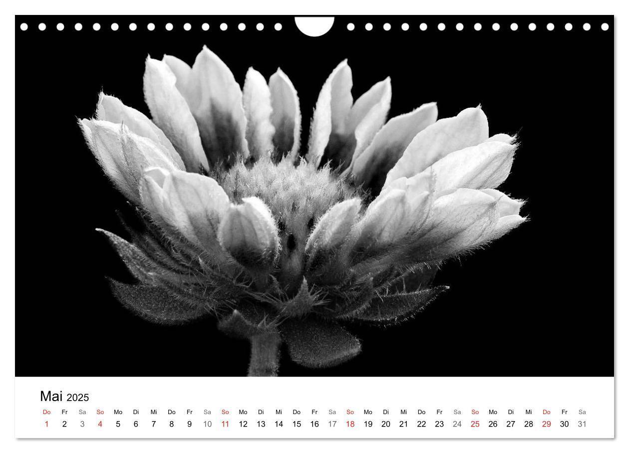 Bild: 9783435643356 | Blumen 2025, Schwarz-Weiß (Wandkalender 2025 DIN A4 quer), CALVENDO...