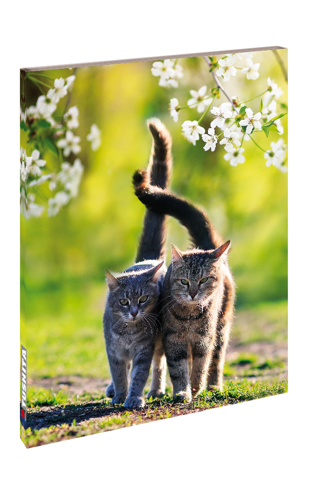 Cover: 9783965544031 | Cats | Blankbook | Buch | 144 S. | Deutsch | 2021 | 5106765