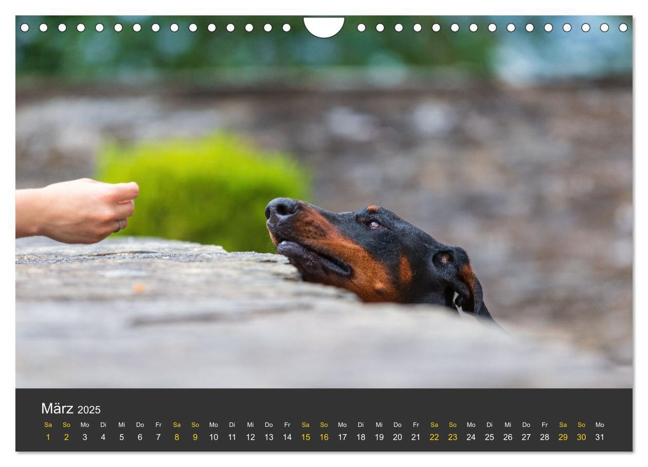 Bild: 9783435639366 | Dobermann 2025 (Wandkalender 2025 DIN A4 quer), CALVENDO...